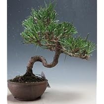 41S+1iDL0TL._AC_UL210_SR210,